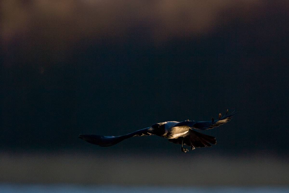 F7D9554_Crop.jpg - Kråka, Västerås 080213