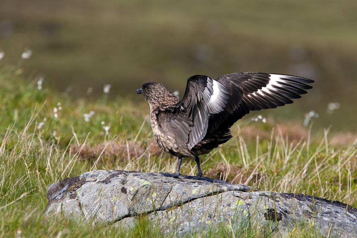 O9P0469.jpg - Storlabb "Catharacta skua", Norge juni 2007