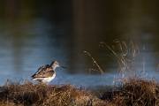 blandat