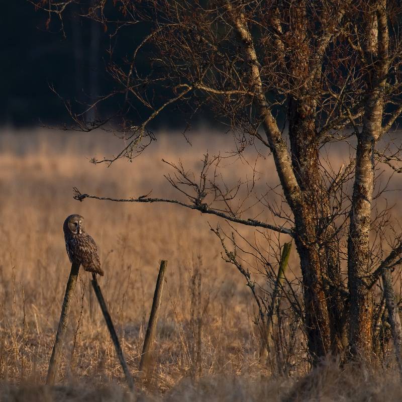 F7D0769_Crop.jpg - Lappuggla i solnedgång, någonstans i Sverige