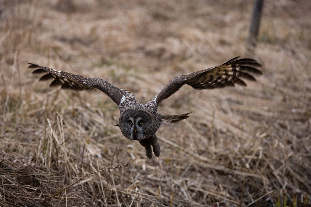 F7D1480.jpg - Lågflygning