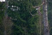 F7D0810_Crop