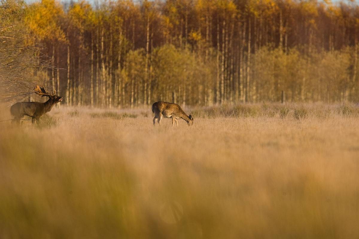 QD3O7569.jpg - Brunstig dovhjorts hane