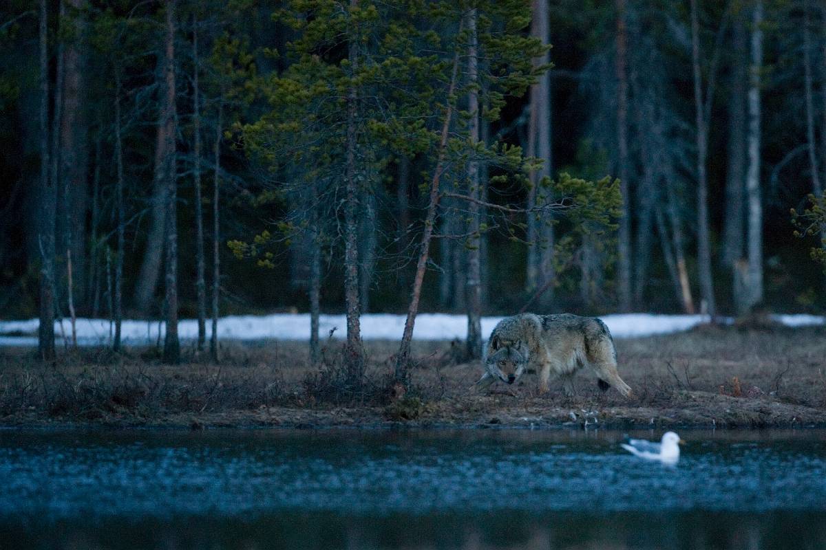 F7D2318.jpg - Första vargen kom klock 03:14 kameran är inställd på svensk normaltid