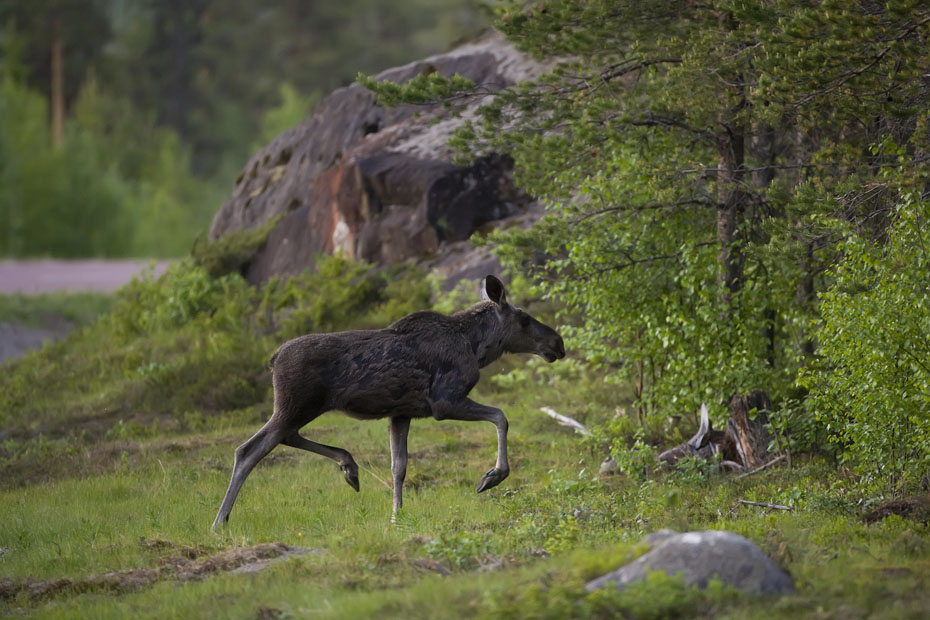 1__F7D0246.jpg - Ett älgmöte på väg upp i Svenska fjällvärlden.
