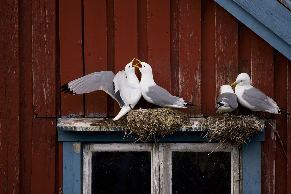 64__F7D1260.jpg - Parhus? Måsarna utförde parningsdans på detta fönsterbleck. Bilden tagen i Å