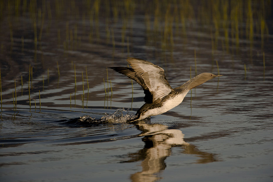 77_F7D0013.jpg - Startande smålom