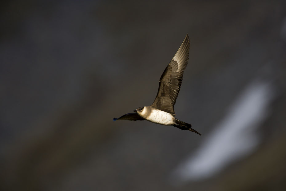 79_F7D0154.jpg - Flygande kustlabb