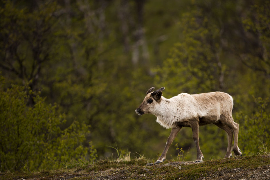 88_F7D9477.jpg - Ren, någonstans mellan Norska gränsen och Arjeplog.
