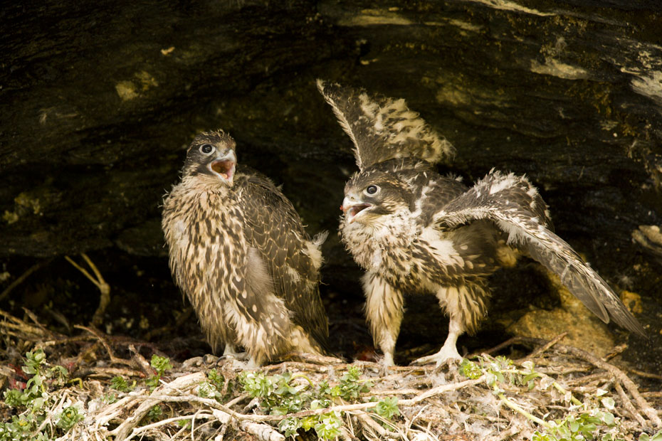 93_F7D9858.jpg - Jaktfalks ungar, ???