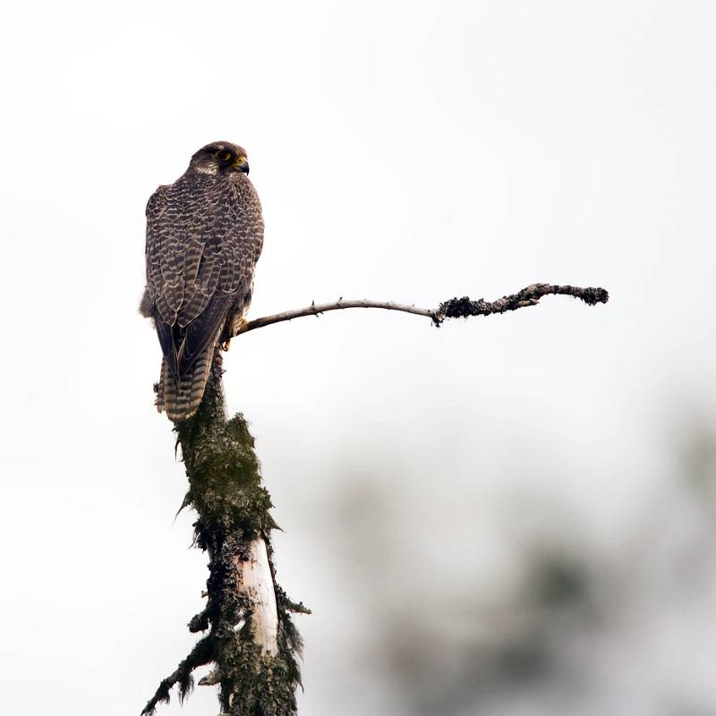 94_F7D9899.jpg - Jaktfalks hona, ???
