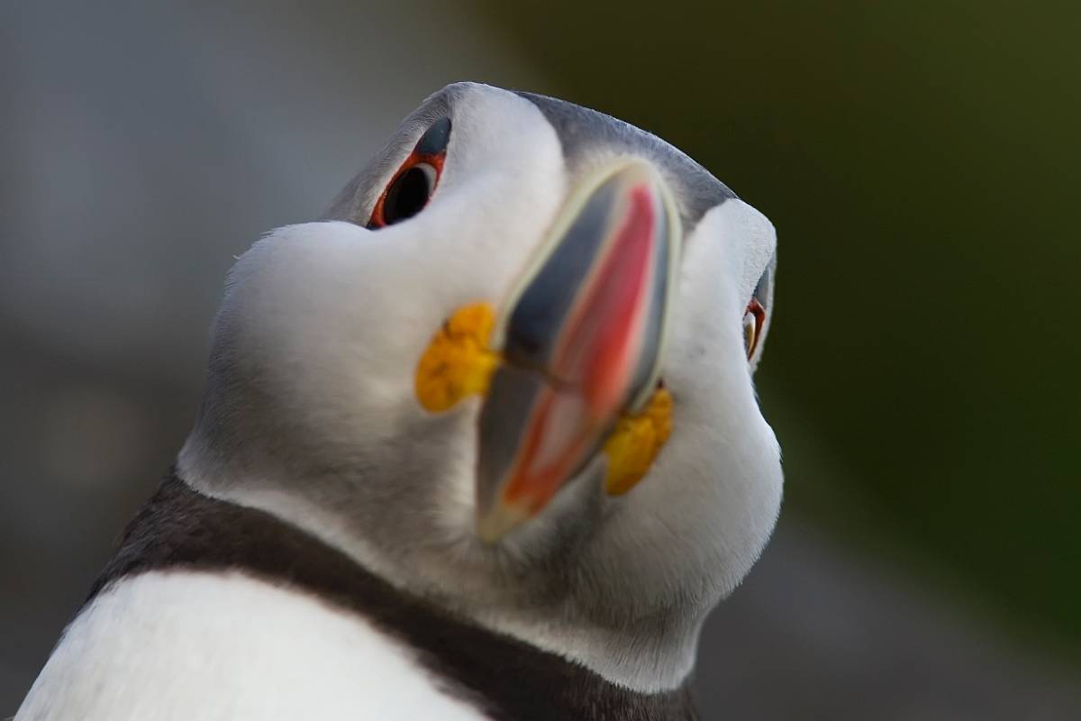 O9P2205_crop_nr.jpg