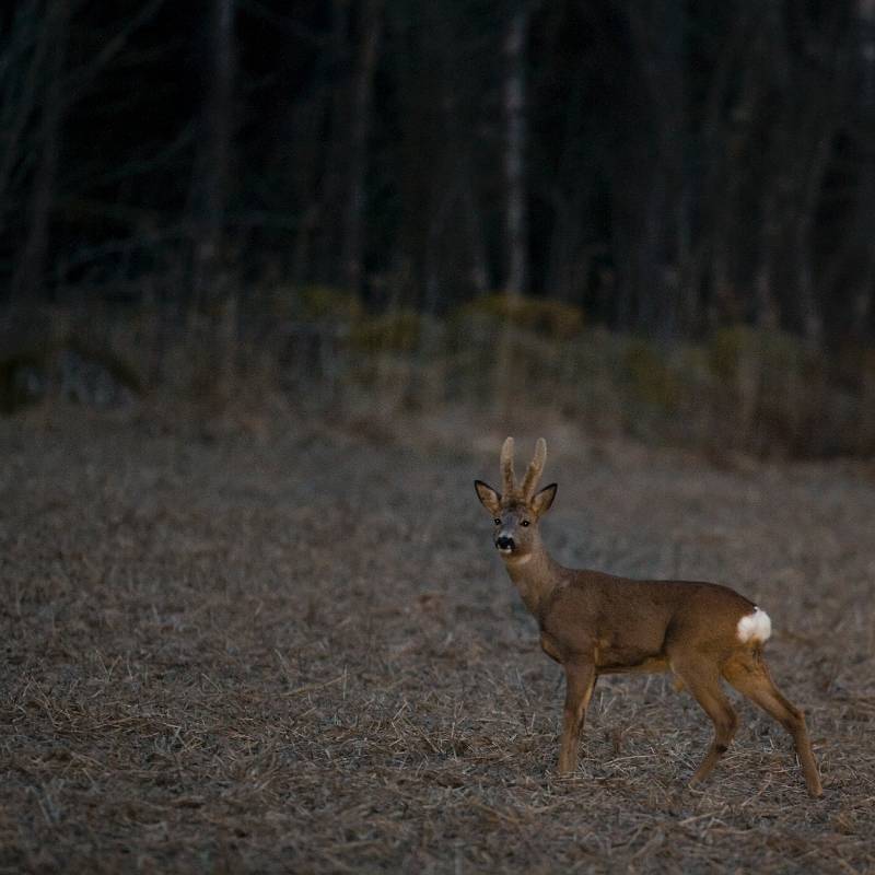 F7D0568.jpg - Råbock taget med hjälp av bilens hellyse, Västmanland, 2008-03-29