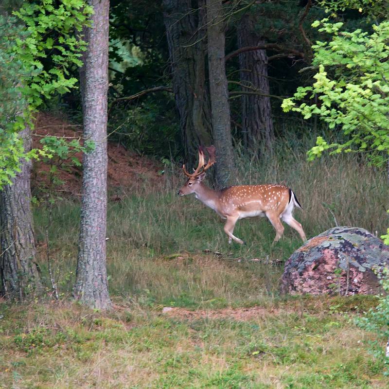 F7D1763.jpg - Dovhjort, Västmanland