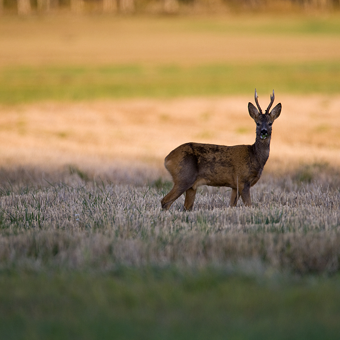 F7D2274.jpg - Rådjur, Västmanland