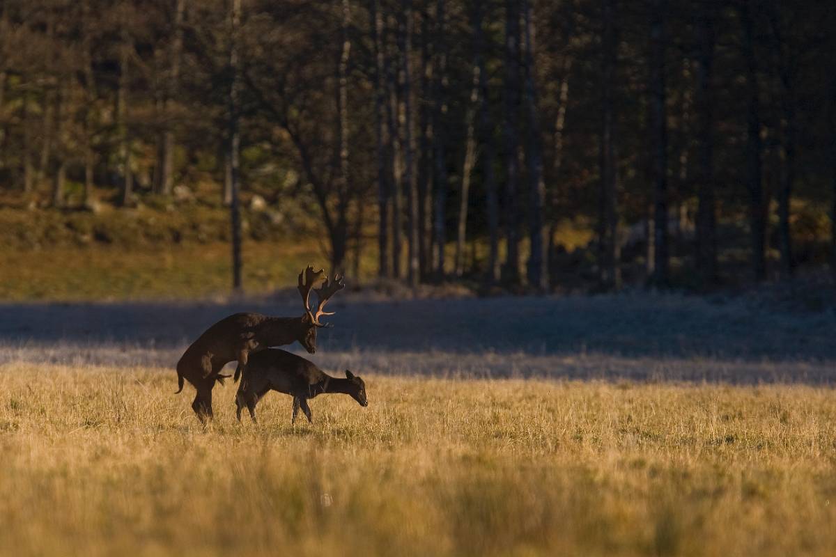 QD3O7909.jpg - Dovhjort parning, Risveden skogarna 2007-11-04