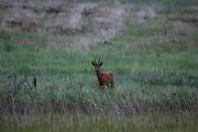 O9P6547